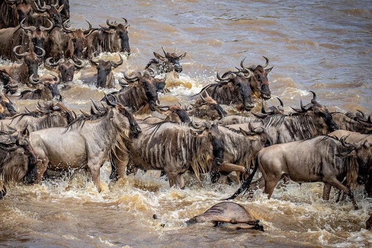 Great-Wildebeest-Migration-safari-768x512