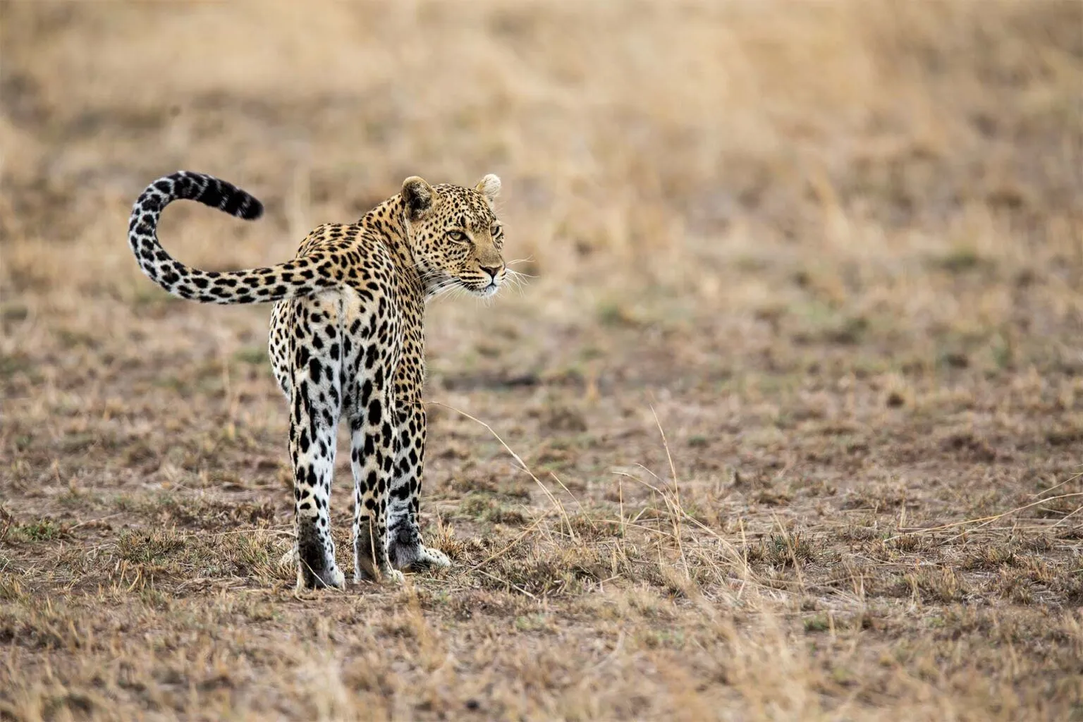 11-Days-Safari-trip-Tanzania-Zanzibar-1536×1024-1