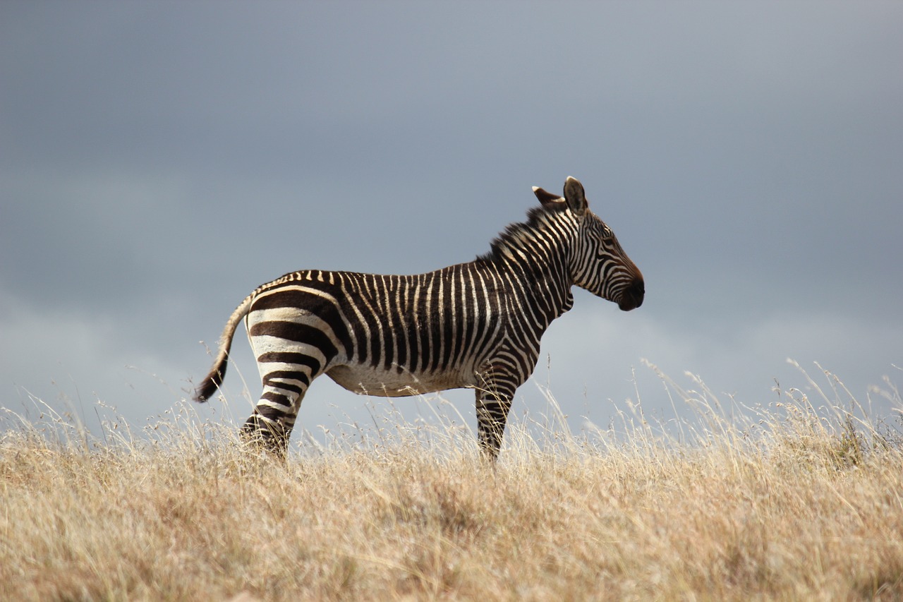 animal-6997104_1280-1