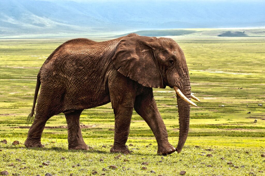 elephant-1421167_1280 elephant-1421167_1280