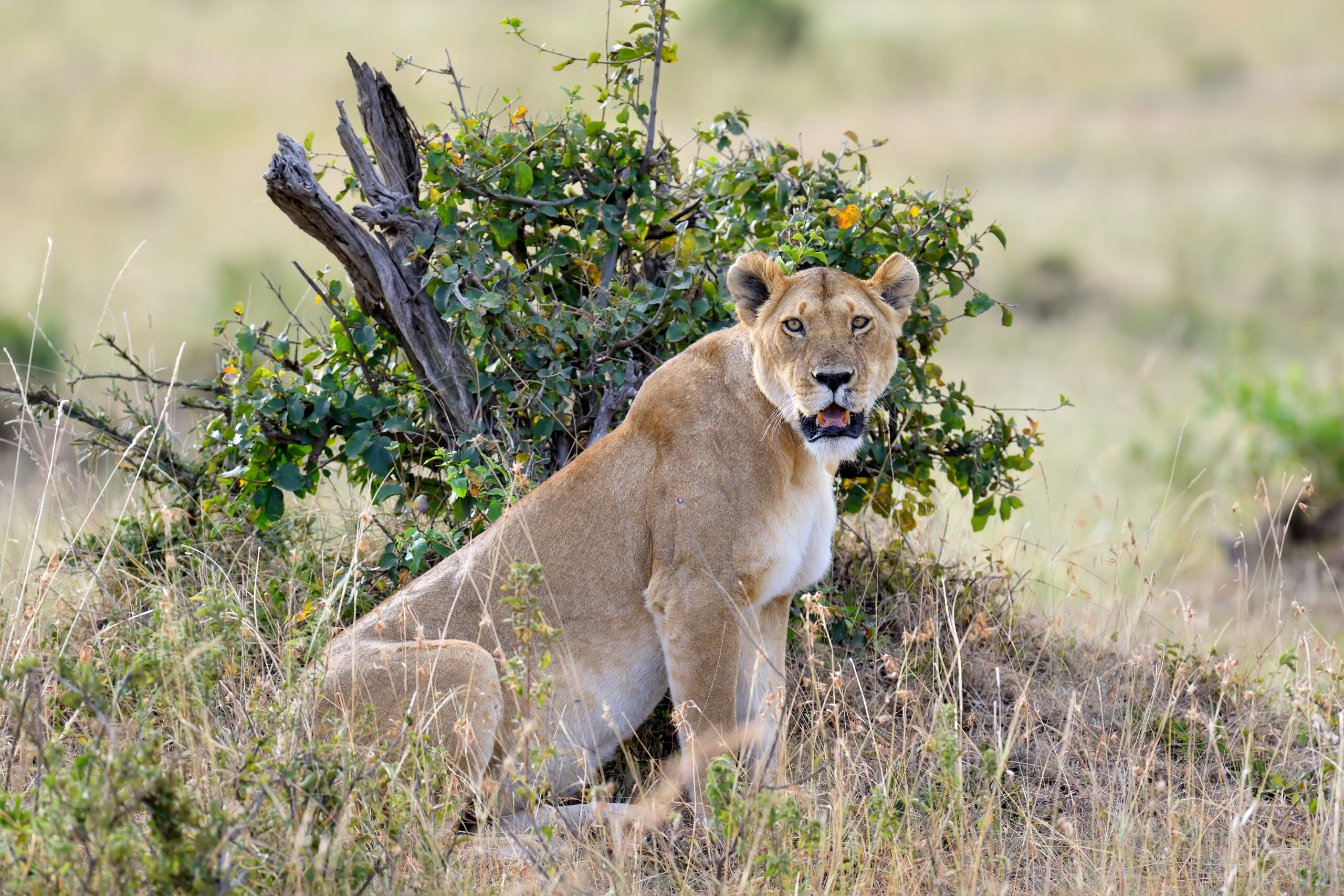 Lion