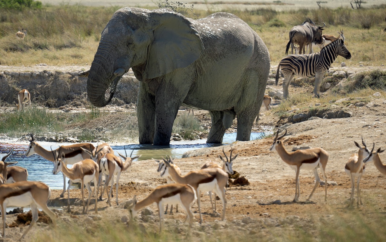 namibia-4928984_1280